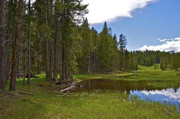 Yellowstone park landschap — Stockfoto