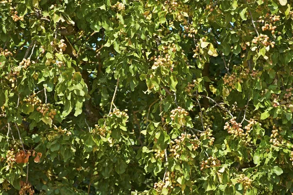 Antep fıstığı ağacı — Stok fotoğraf