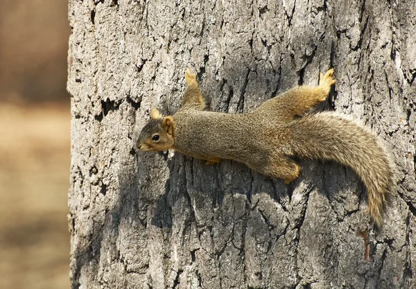 North american wiewiórka — Zdjęcie stockowe