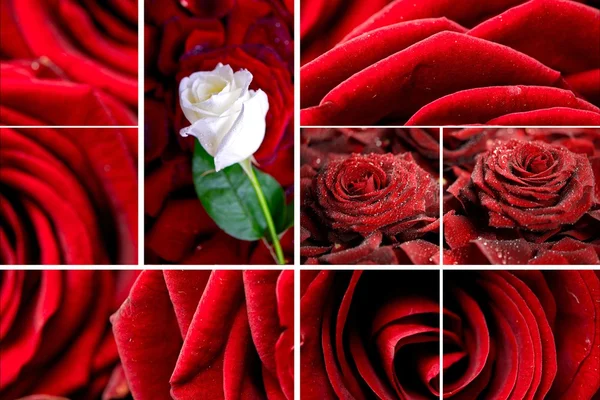 Encantador mosaico de rosas — Foto de Stock