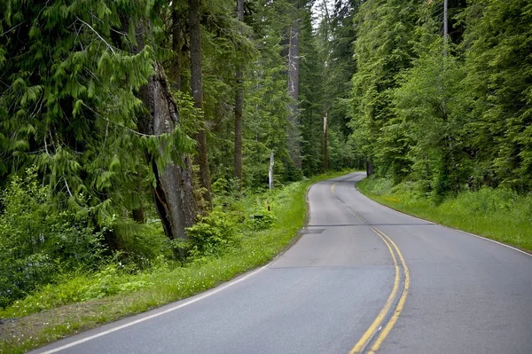 Curved Forest Road — Stock Photo, Image
