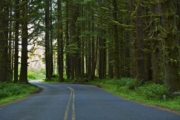 Camino forestal — Foto de Stock