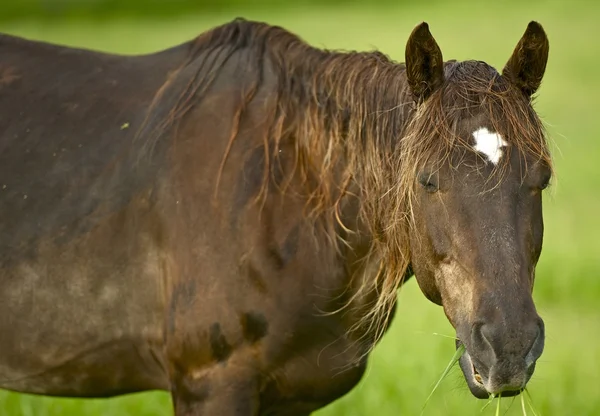 Primo piano del cavallo — Foto Stock