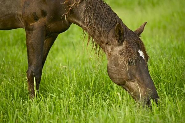 Cavallo che mangia erba — Foto Stock