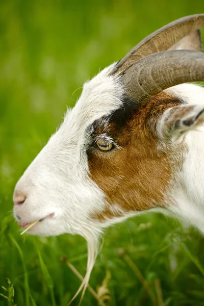 Goat Head Closeup — Stock Photo, Image