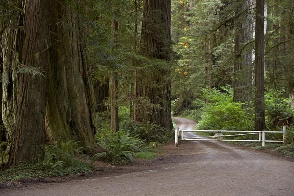 Redwood yol — Stok fotoğraf
