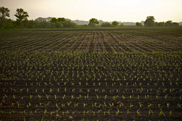 Campo de milho de terras agrícolas — Fotografia de Stock
