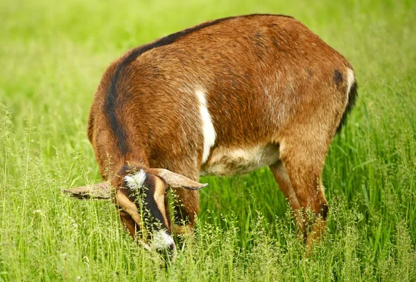 Chèvre sur un pâturage — Photo