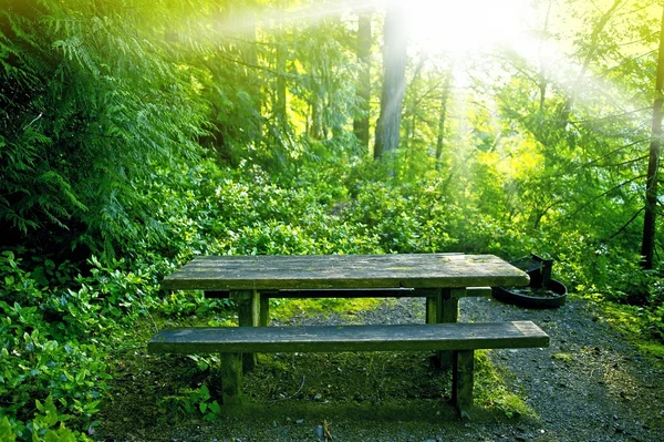 Bench in Forest — Stock Photo, Image