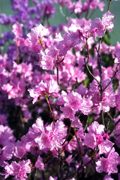 Pink Flowering Plant — Stock Photo, Image