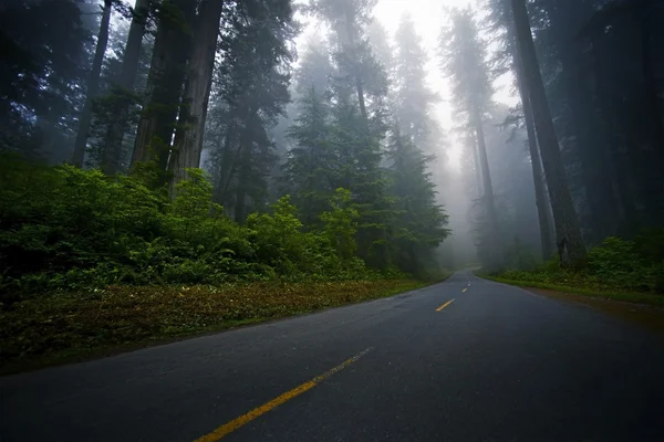 Mystic Forest Road — Stockfoto