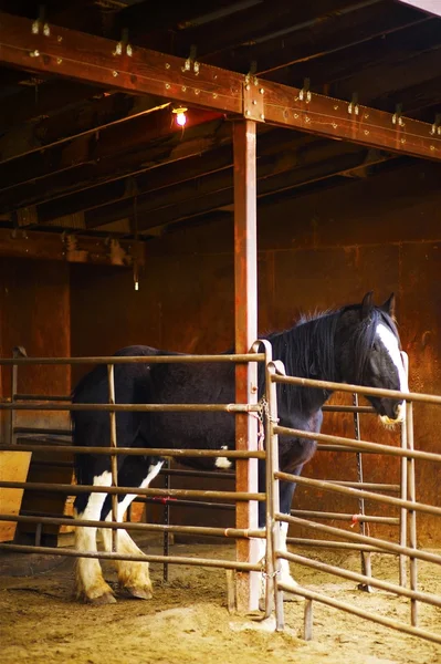 Horse in Stable — Stock Photo, Image