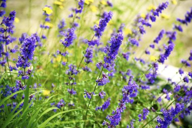 Minnesota kır çiçekleri