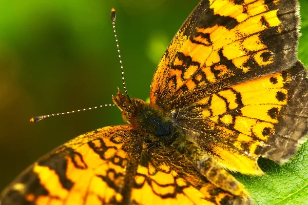 Schmetterling Nahaufnahme — Stockfoto