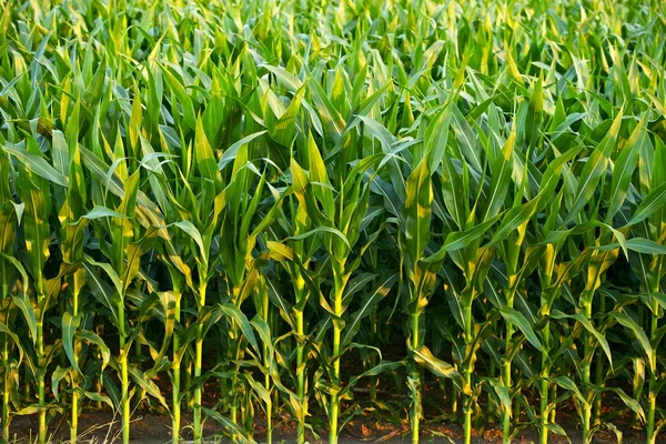 Corn Field — Stock Photo, Image