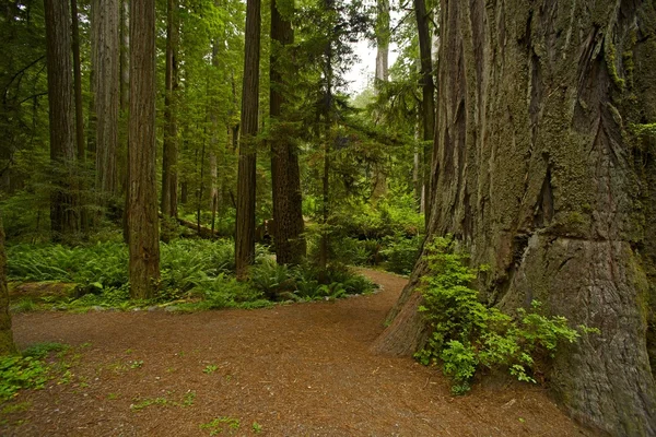 Bosque de secuoyas california — Foto de Stock