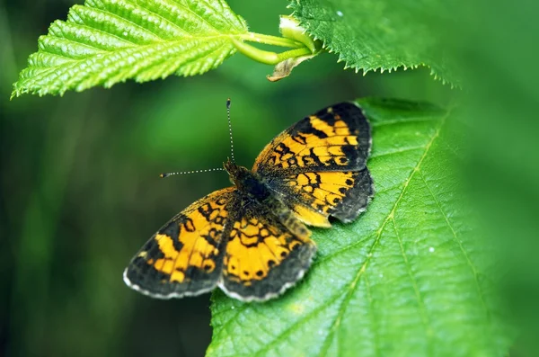 Butterfly on Leaf — Stock Photo, Image