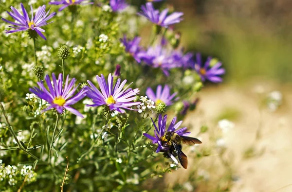 Biene auf Wildblumen — Stockfoto