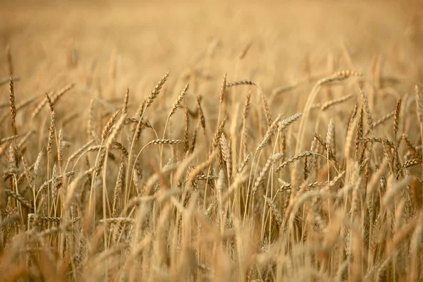 Cultivo do trigo — Fotografia de Stock