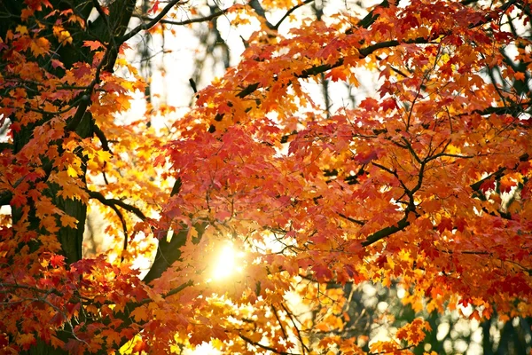 Golden Autumn Branches — Stock Photo, Image