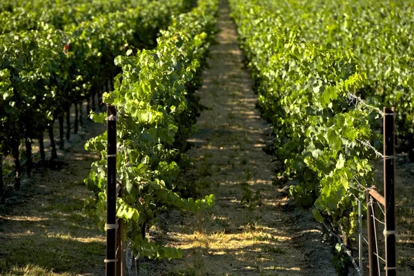 Kalifornia Vineyards — Stok Foto