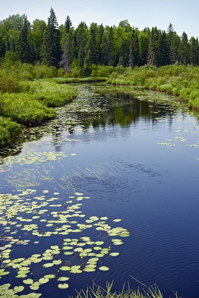 Minnesota lasu i rzeki — Zdjęcie stockowe