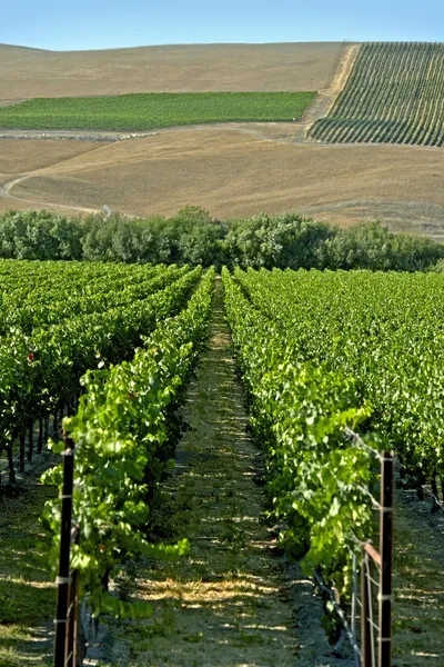 Kalifornien vingård rader — Stockfoto