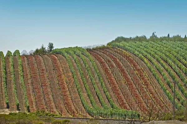 Druvor skörd - vingårdar — Stockfoto