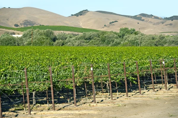 Ladang anggur organik — Stok Foto