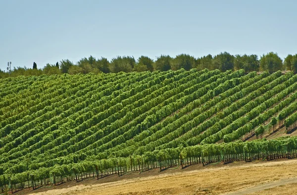 Kebun anggur bukit — Stok Foto