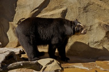Andean Bear clipart