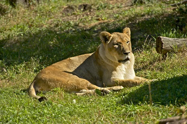 Samice lva afrického — Stock fotografie