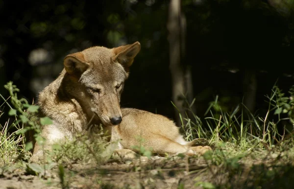 Wolf in the Sun — Stock Photo, Image