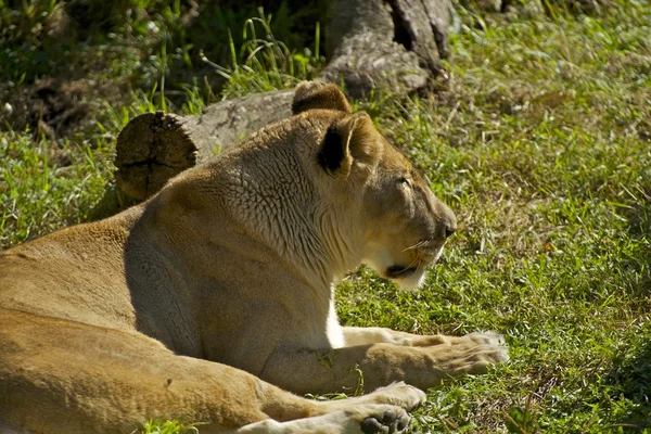 African Lion — Stock Photo, Image