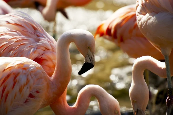 Flamingos flock — Stockfoto