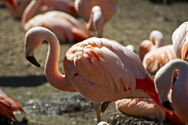 Flamingo portre