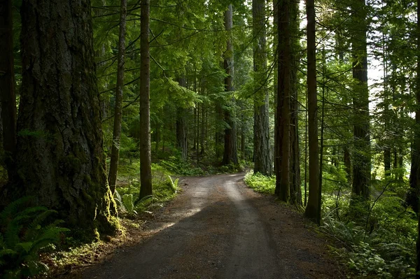 Sommaren skogsväg — Stockfoto