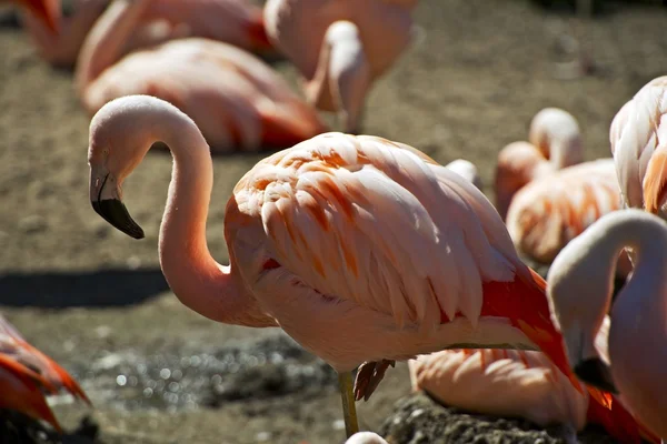Flamingo portre