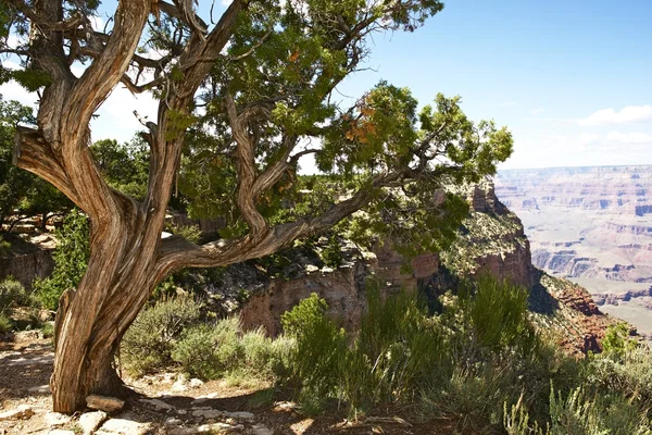 Arizona natur — Stockfoto