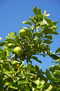 Organik limon ağacı