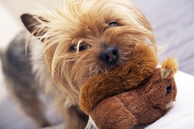 küçük köpek oyuncak ile oyun