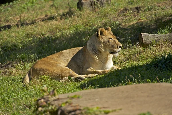 Afrikanischer Löwe — Stockfoto