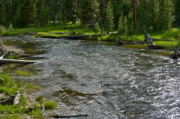 Rivière forestière — Photo