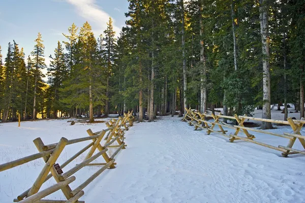 Snöiga colorado trail — Stockfoto
