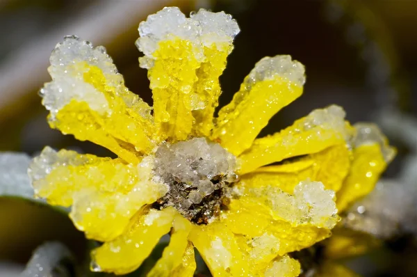 Frozen Spring — Stock Photo, Image