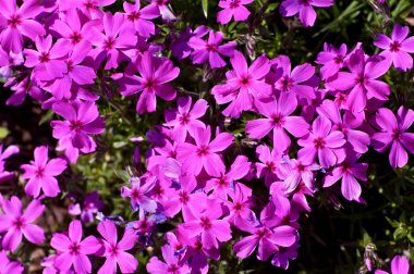 Pembe bahar çiçekleri