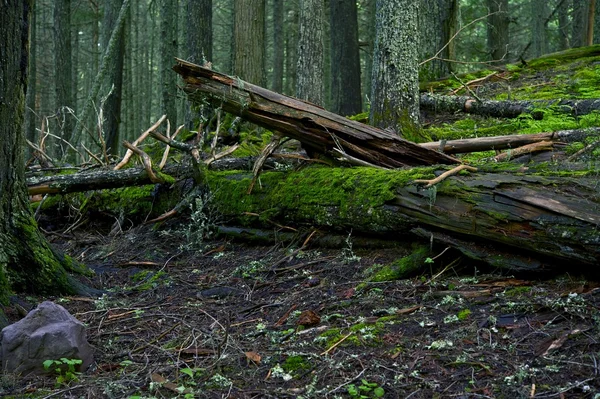 Forest Landscape — Stock Photo, Image