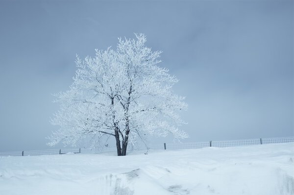 Winter Landscape. Single Tree Covered by Snow.