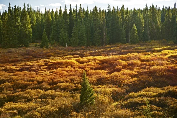 Colorado weide — Stockfoto