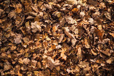 Kuru sonbahar yaprakları